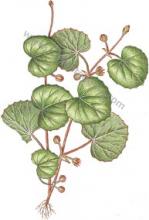 Erbario Centella