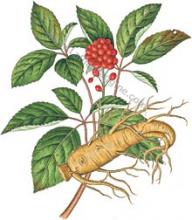 Erbario Ginseng