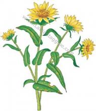 Erbario Grindelia