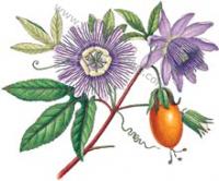 Erbario Passiflora