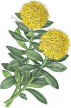 Erbario Rhodiola