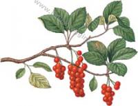 Erbario Schisandra