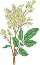 Erbario Spirea - Olmaria