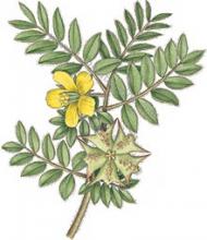 Erbario Tribulus